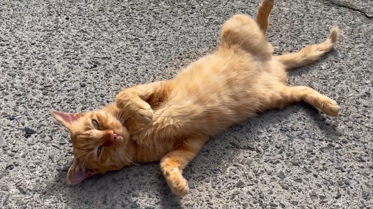 あまりに魅惑的なゴロニャンを披露する保護猫さん Luna is relaxing in