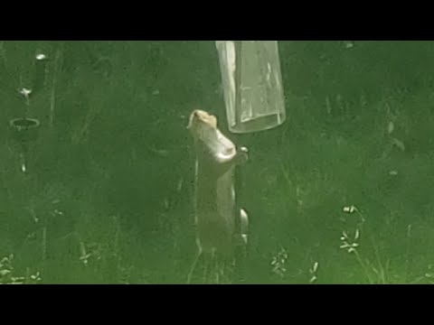 Tail-less Squirrel Baffled! DIY Baffle In Action