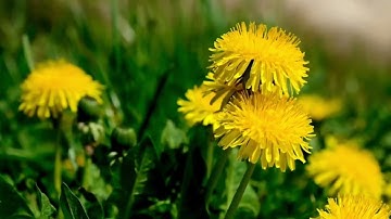 الشيخ/ نواف بن ناجي الشلوي - ماتيسر من سورة المعارج