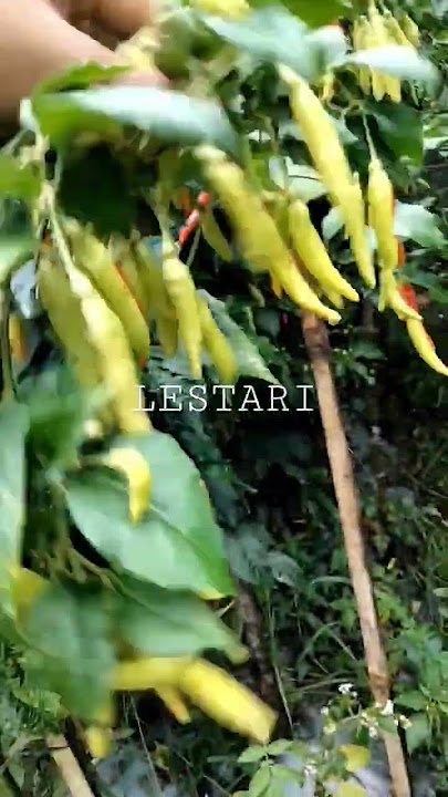 #cabe #rawit #lestari
