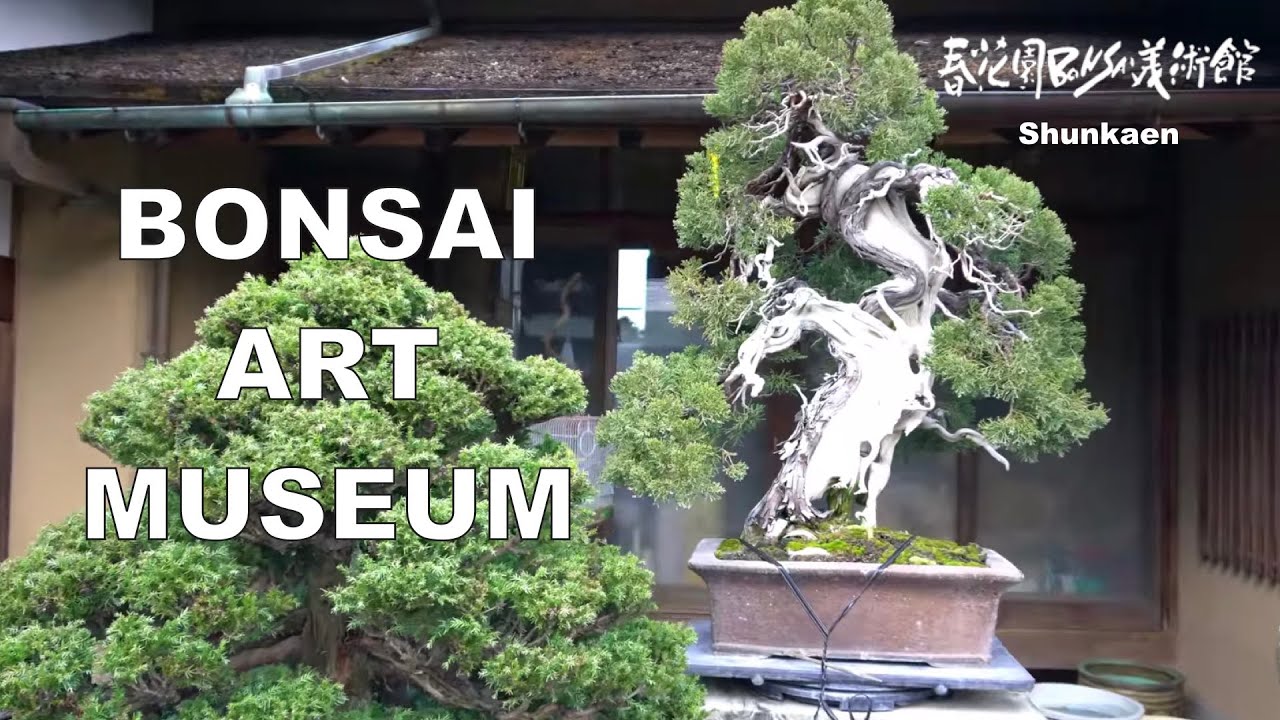 [4K] 春花園盆栽美術館 2019 冬