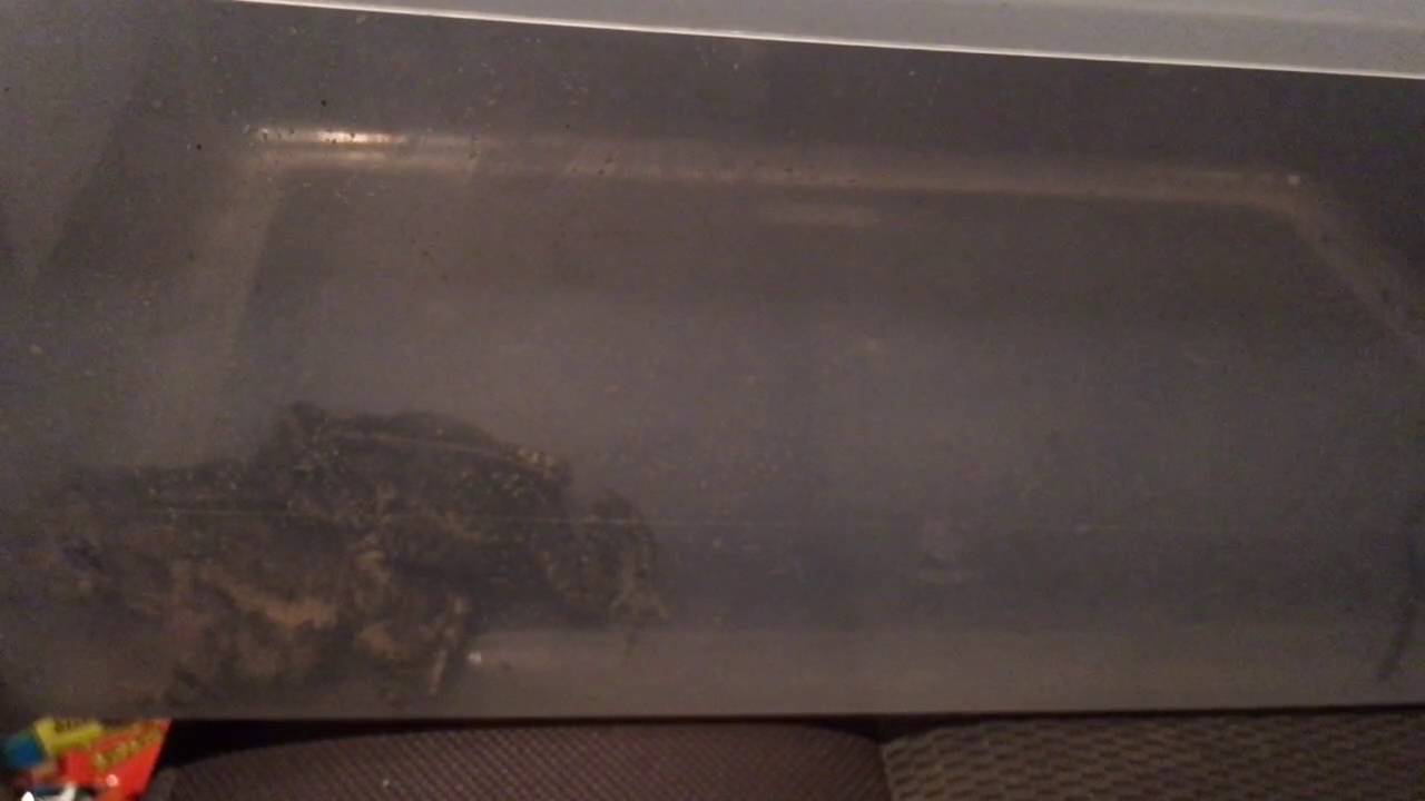 amphibians nedir Herping 6-7-2016