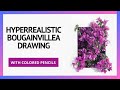 Hyperrealistic bougainvillea drawing with colored pencils caran dache luminance and polycromos