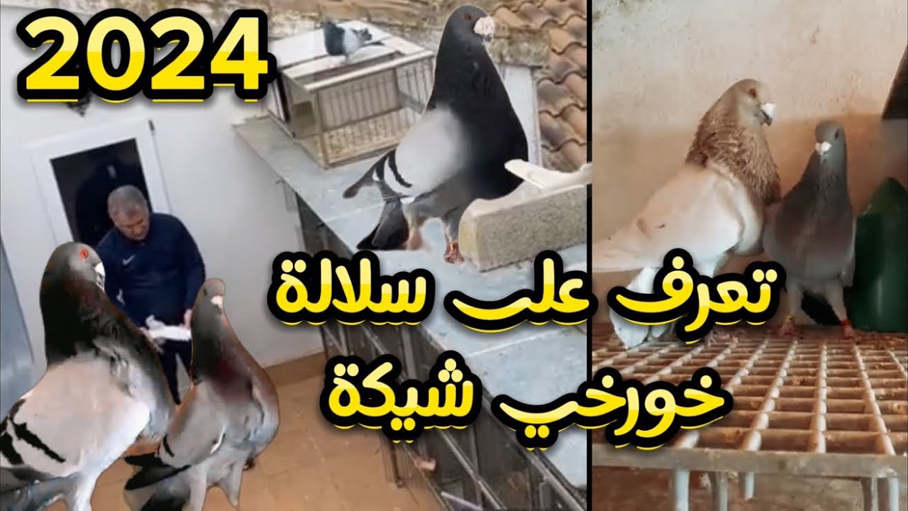 سلام عليكم .هاذ الفيديو للمبتدئين تعريف على سلالة  إسبانية المولوع (خورخي شيكة)2024