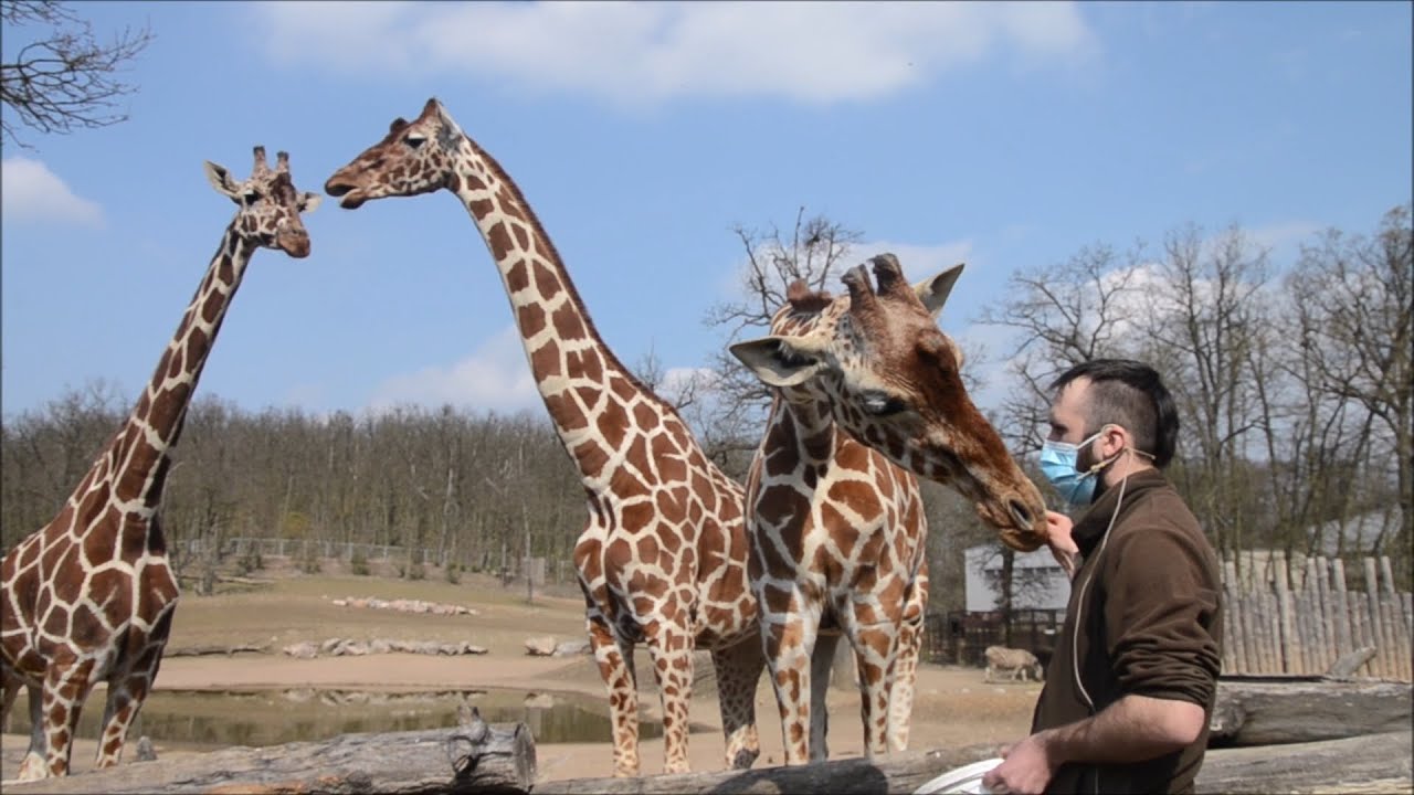 Komentované krmení žiraf