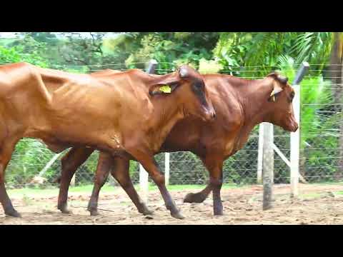 LOTE 104 TINA FERRARI 4599CT   TATI FERRARI 5030CT   SIRIEMA FERRARI 5020CT