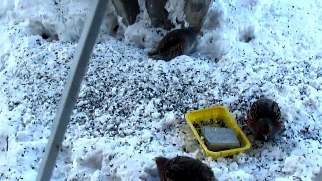 Сколько куропаток попалось в ловушку кота