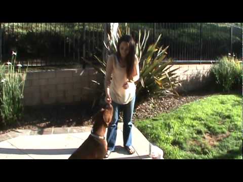 CanvasPet.com Quick Tip: How to Introduce Your Pet to a New Treat