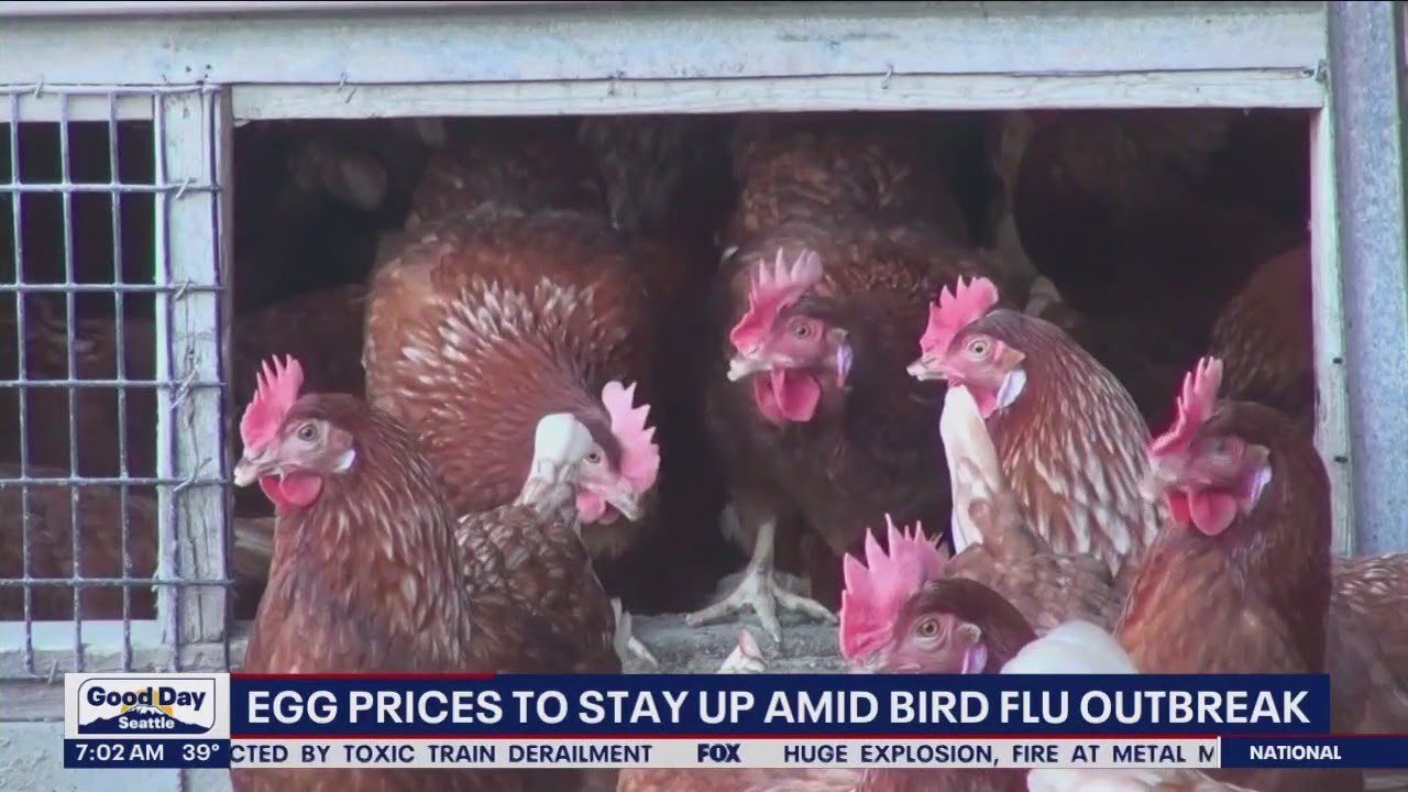 The ongoing bird flu outbreak is the worst since 2015 | FOX 13 Seattle ...