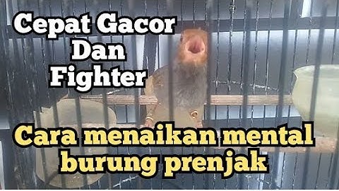 cara menaikan mental dan birahi burung prenjak kepala merah