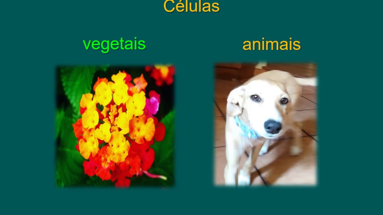 Como Diferenciar Um Animal De Uma Planta - FDPLEARN