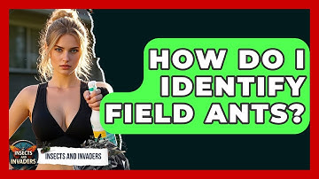 How Do I Identify Field Ants? - Insects and Invaders