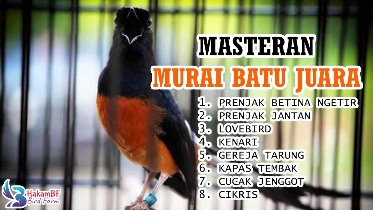 Masteran murai batu tanpa iklan #masteranmuraibatu