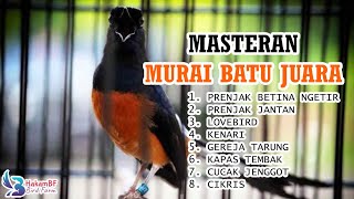 Masteran murai batu tanpa iklan #masteranmuraibatu screenshot 5