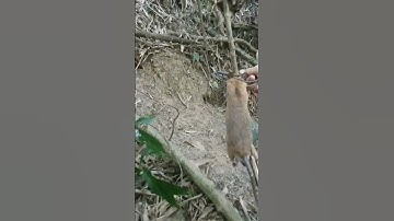 thăm bẫy dính con chuột rừng đuôi dài quá tuyệt vời!!!
