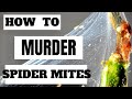 How to kill spider mites on houseplants