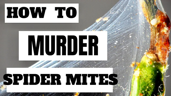 How To Kill Spider Mites On Houseplants