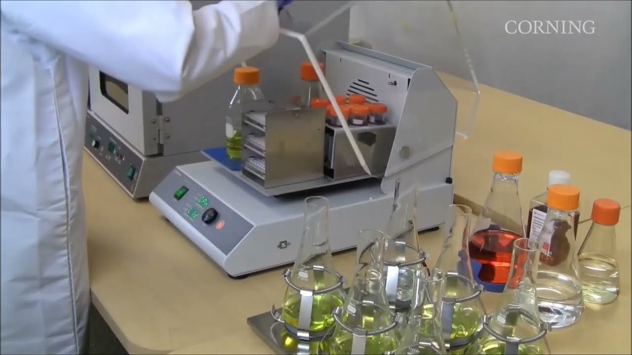 Suspension cell culture with shaker incubator and erlenmeyer flask