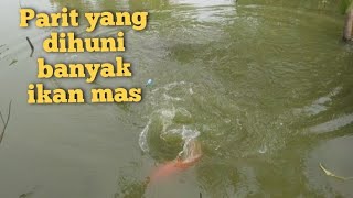 6 hari mancing di parit yang dihuni banyak ikan mas atau tombro