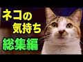 猫の気持ちを獣医師が解説します【総集編】