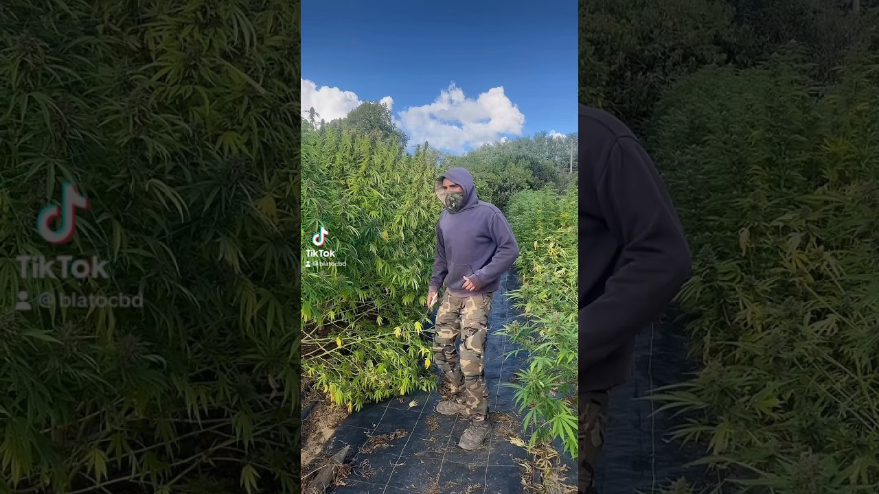 Un voleur chez Blato CBD 