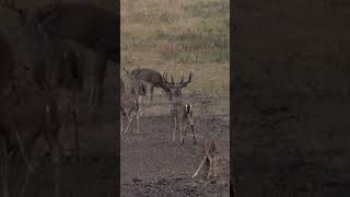 Full Body Buck Mount