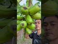 This Banana Looks Unreal 🍌 | The Rare Huamao Banana
