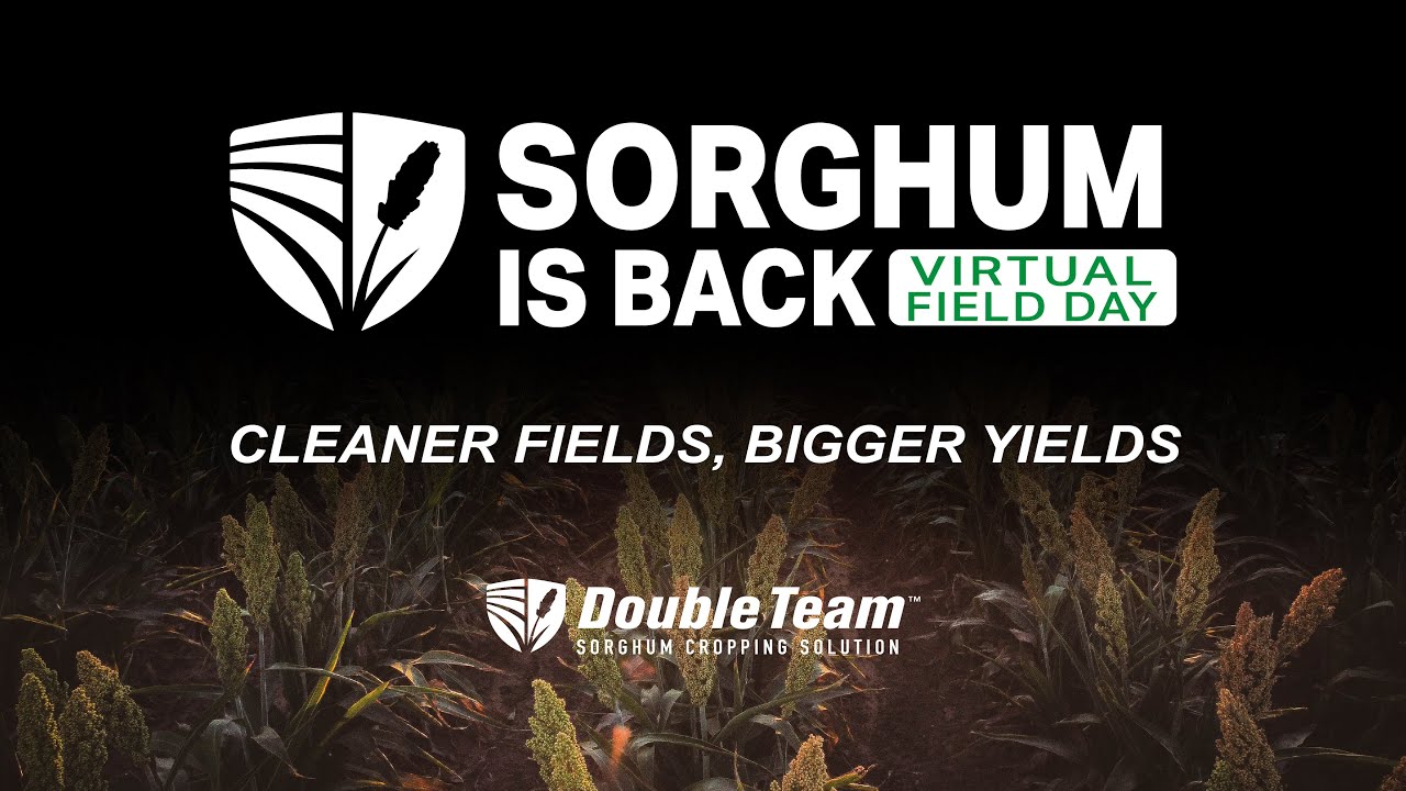 Sorghum Is Back Virtual Field Day