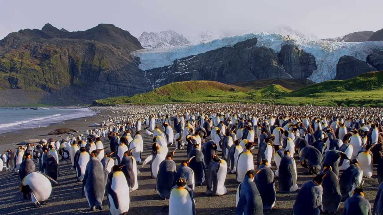 Penguins キングペンギン Official Trailer (Japanese) | Digital/IMAX