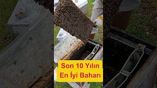 Oğulun En Önemli Sebebi Nedir? #arıcılık #beekeeping #oğul#bee swarm