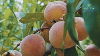 Tepeköy Şeftali̇si̇