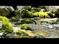 【自然の音】沢のお花畑 / Nature Sounds - The Breadth of Flowers in the Creek