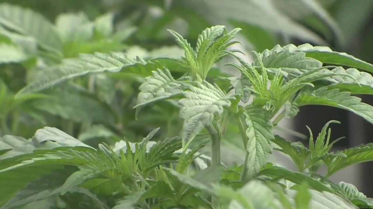 Texas House: Farmers can grow hemp, CBD can be sold