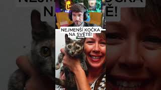 NEJMENŠÍ KOČIČKA