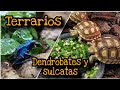 Avances de terrarios (sulcatas y dendrobates) parte 1