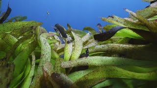 Rare footage of the world's biggest seagrass meadow