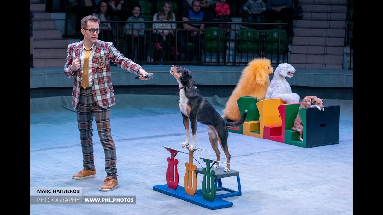 собака породы выступает в цирке