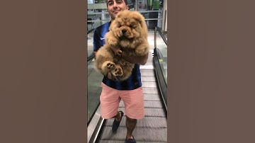 fluffy Puppy turned into a massive bear #shorts