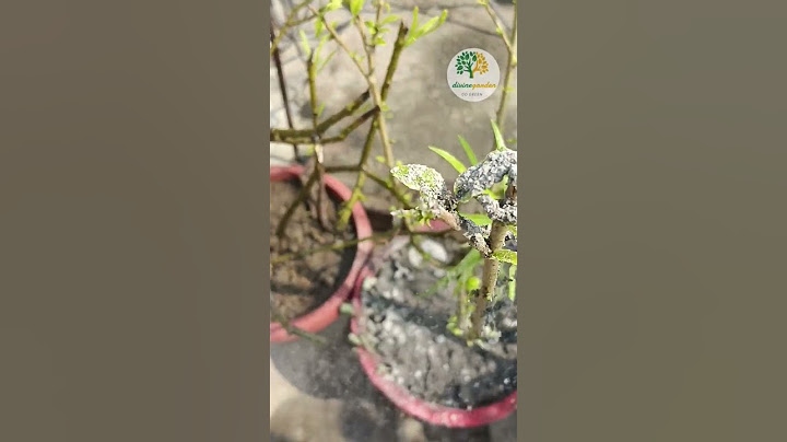 गुड़हल पौधों में लग रहे कीड़े या सूख रहे आसान छुटकारा Hisbiscus pest control #shorts #short