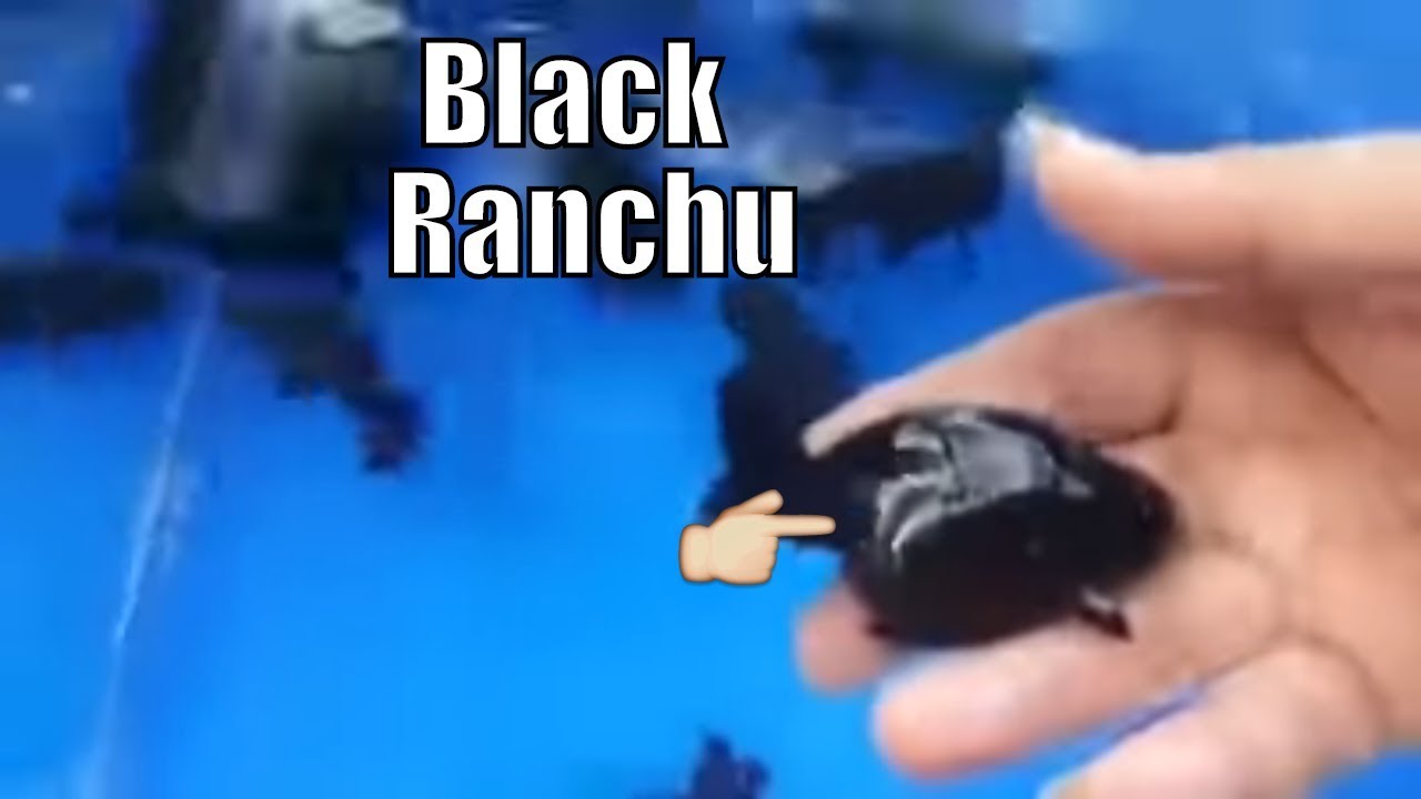thai black pearl ranchu beautiful and jet black coloration - YouTube