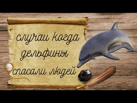 СЛУЧАИ КОГДА ДЕЛЬФИНЫ СПАСАЛИ ЛЮДЕЙ ОТ АКУЛ