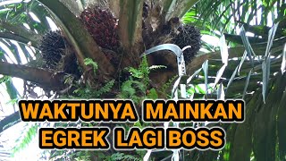 Waktunya mainkan egrek lagi boss !! panen sawit pokok tinggi !?!