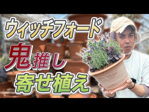 鬼推し】植物が喜ぶ鉢はこれだ！ウィッチフォードは高いだけじゃ無い