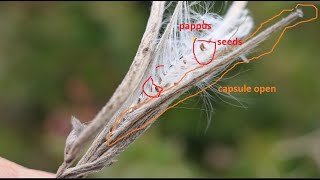 Epilobium Parviflorum Capsule And Seeds By Theo