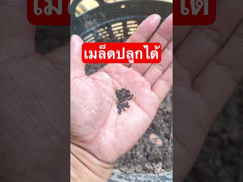 ดาวนายร้อย เมล็ดก็ปลูกได้ #เกษตรกรชาวบ้าน #วิถีชาวบ้าน #gardening