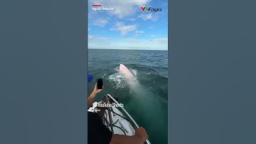 Cá voi xuất hiện trên vùng biển Đắk Lắk | VTV