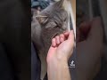 言葉を理解している猫が出席した深夜の密会 #shorts #マンチカン #猫