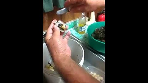 Cleaning a Bay Scallop...