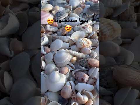 صدف های زیبای ساحل جنوب  