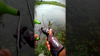 Pulling a Giant Snakehead Fish – So Cool!